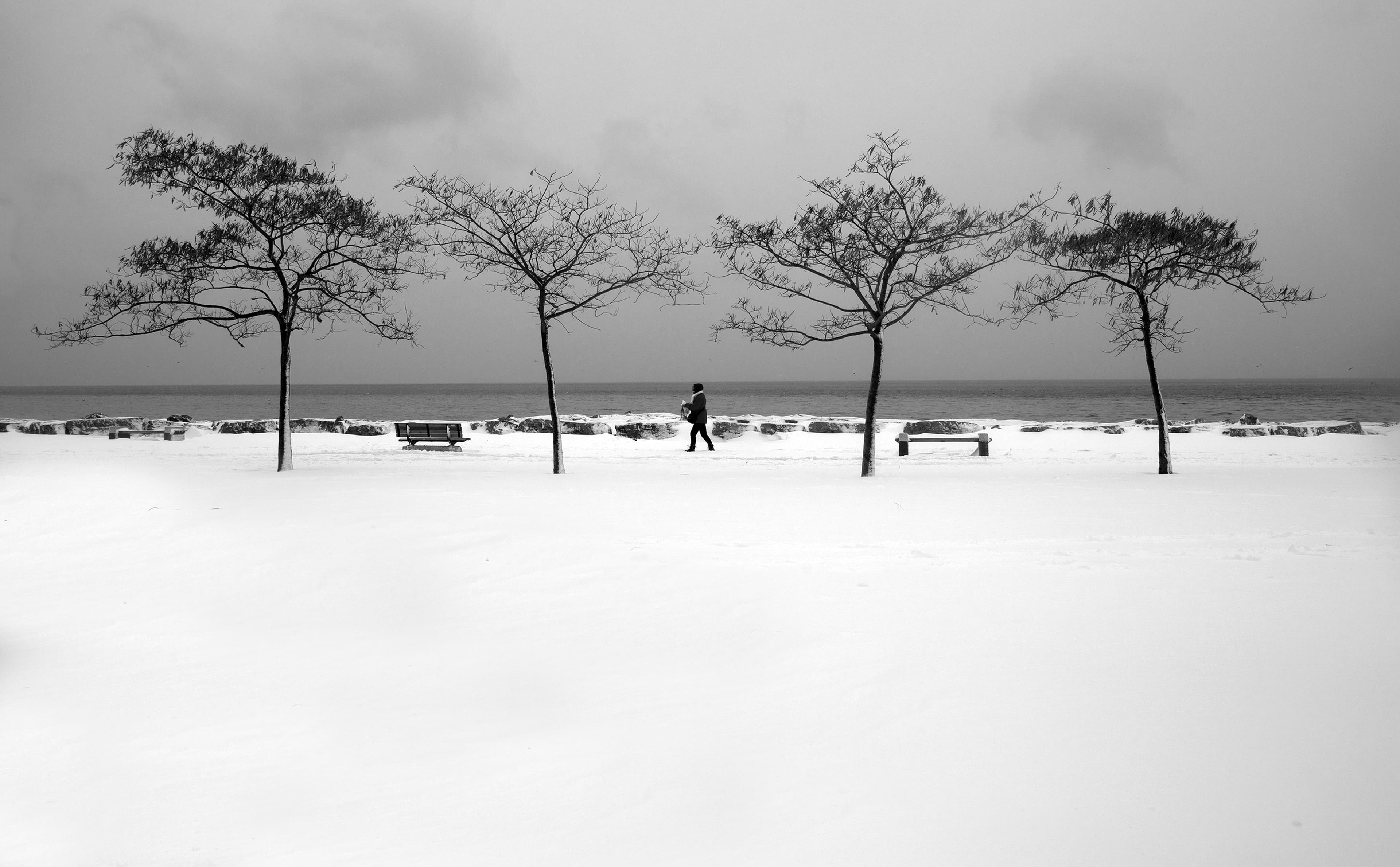 A lone figure walking a calm path between four bare trees in the snow